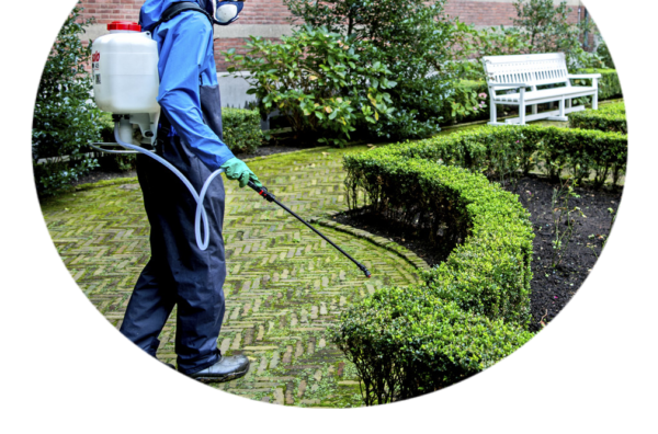 Plantenbehandeligsdienst Beringen, Diest, Lommel Tel. 0488 862 861