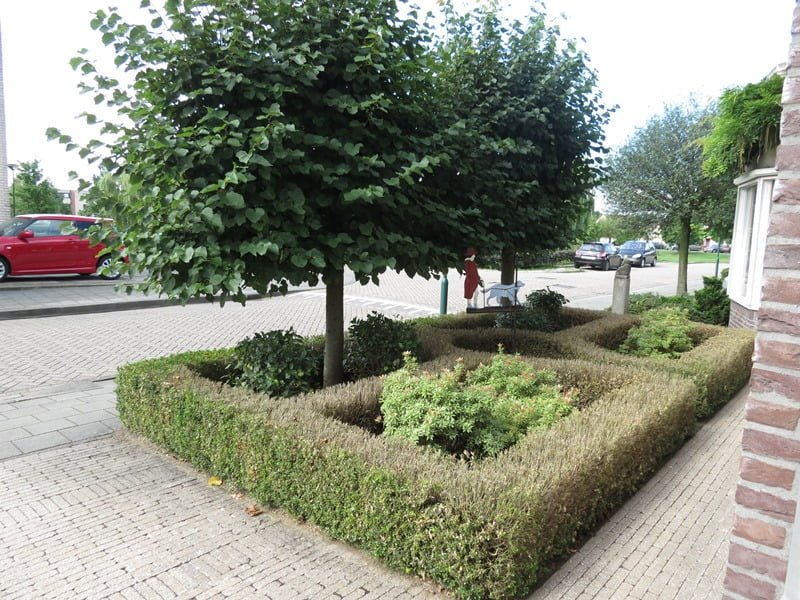 rupsen in buxus